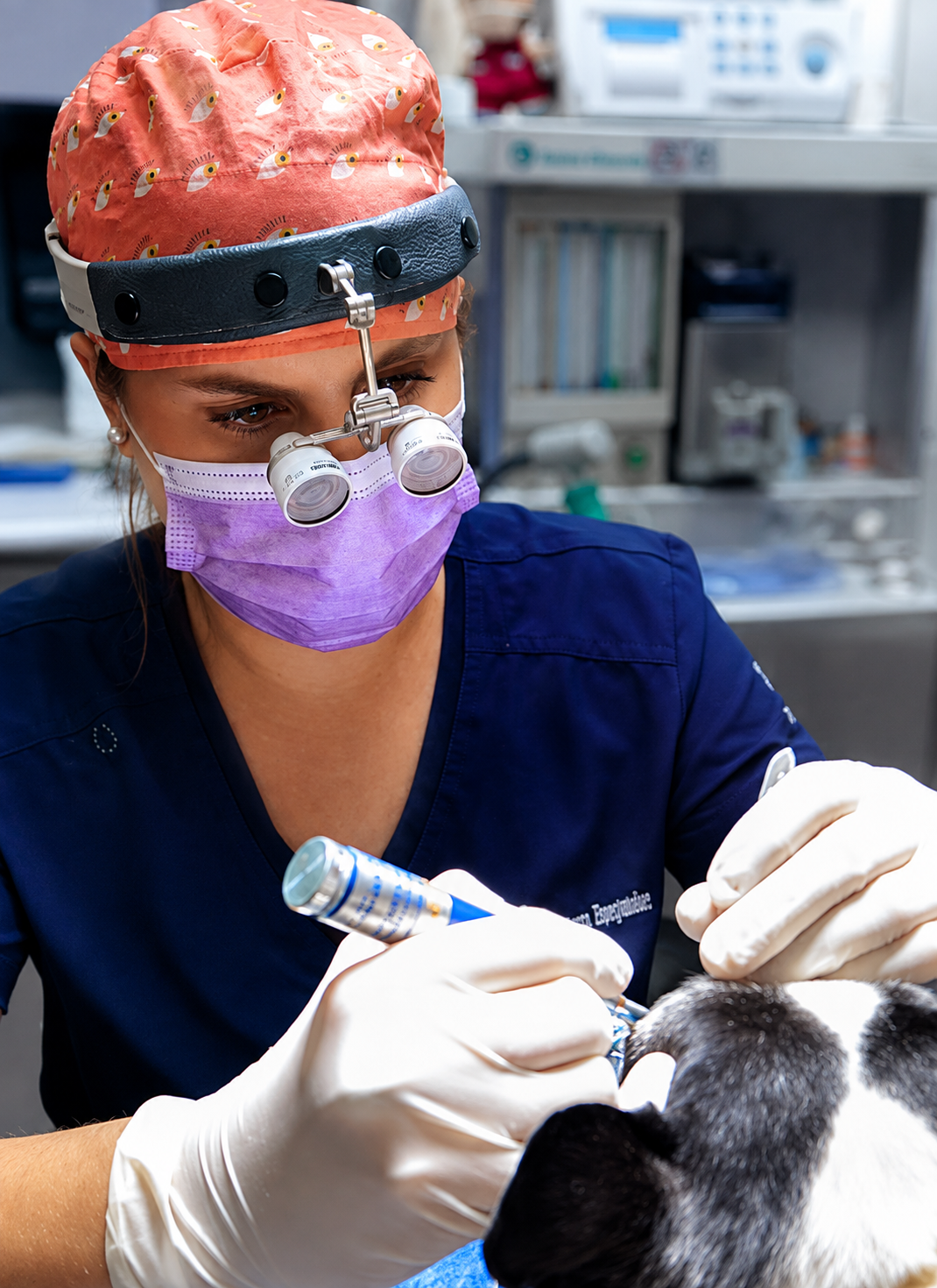Especialista en oftalmología veterinaria